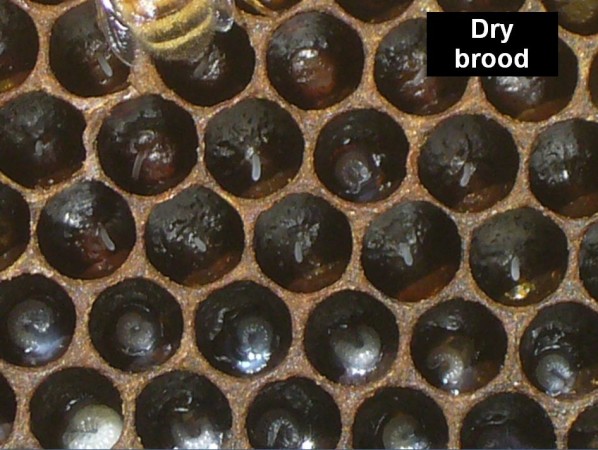 Dry brood