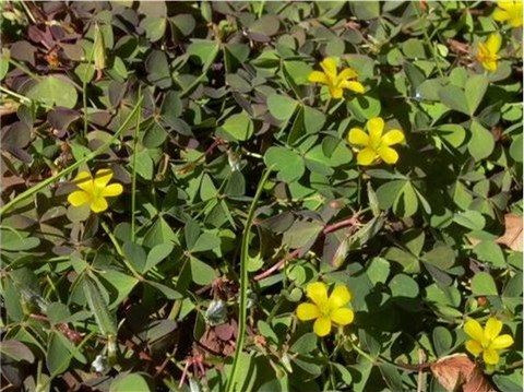 Common Oxalis sp.