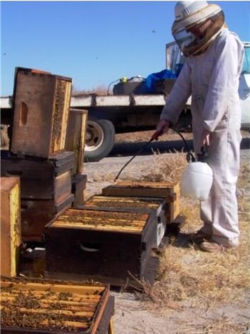 Stephanie Hughes applying oxalic dribble