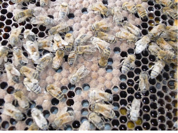 Close-up of bees