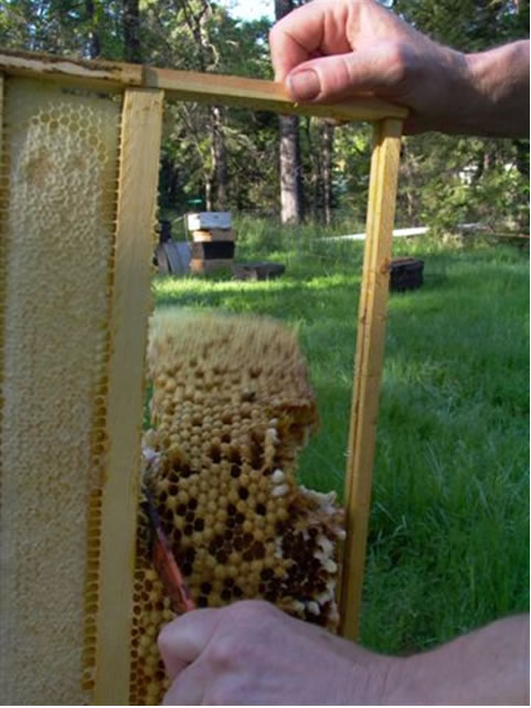 Cutting out the drone comb with a hive tool