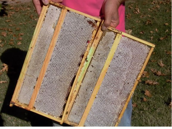 Trap frames set to edge of brood chamber