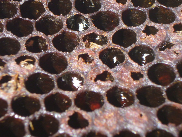 Varroa guanine resized